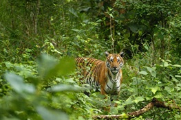 Happy Year of the Tiger: Tigers Are Beating the Odds Against Extinction